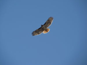 Hawk soaring-Active Vacations