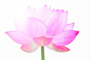lotus flower-meditation